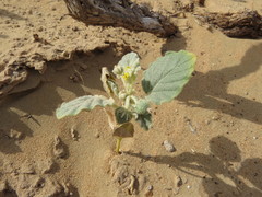 Chrozophora oblongifolia