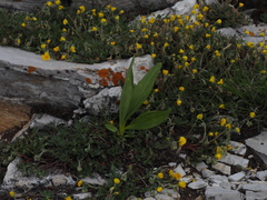 Gentiana lutea