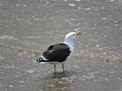 Larus marinus