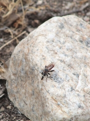 Cerotainiops