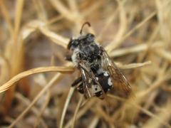 Isepeolus luctuosus
