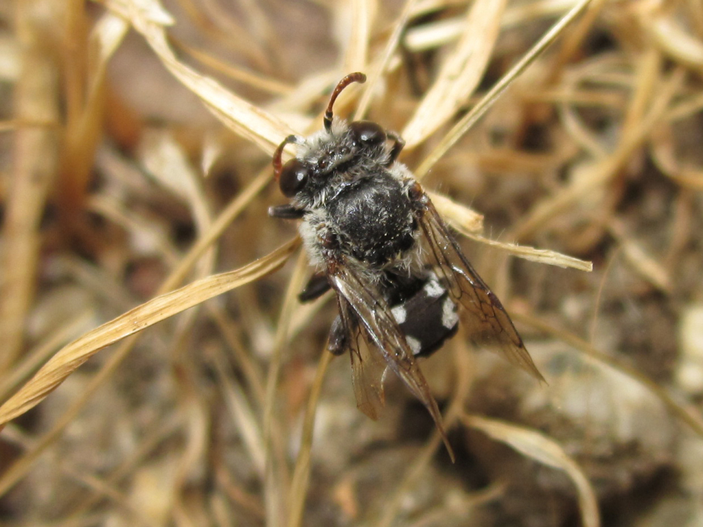 Isepeolus luctuosus