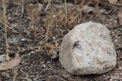 Cerotainiops
