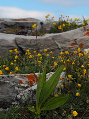 Gentiana lutea