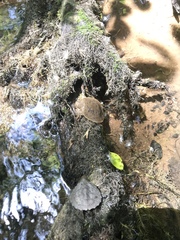 Apalone spinifera aspera