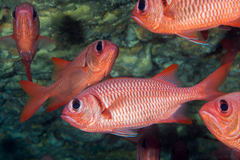 Brick Soldierfish photo 3