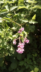 Apocynum venetum
