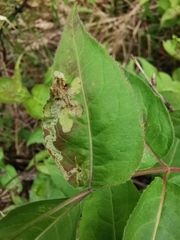 Aulagromyza orbitalis