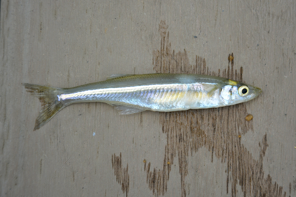 Shortfin Silverside in April 2017 by Hugo J. Plata · iNaturalist