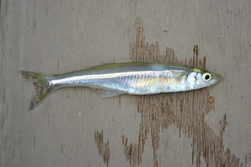 Shortfin silverside (Chirostoma humboldtianum) — Atherinopsidae — 2