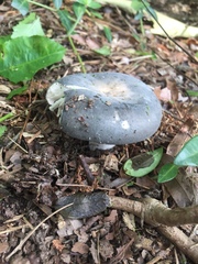 Russula