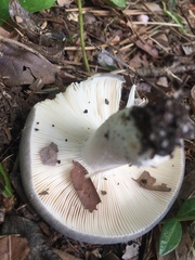 Russula