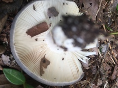 Russula