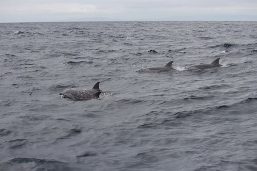 Striped Dolphin (Stenella coeruleoalba), a species recorded in California