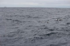 Stenella coeruleoalba