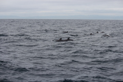 Stenella coeruleoalba