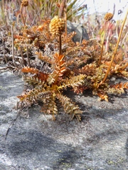 Acaena profundeincisa