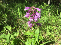Penstemon calycosus