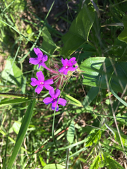 Glandularia canadensis