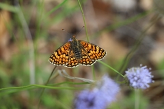 Melitaea deione