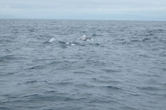 Stenella coeruleoalba