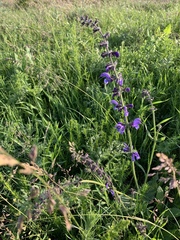 Salvia pratensis
