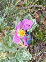 Zygaena lavandulae
