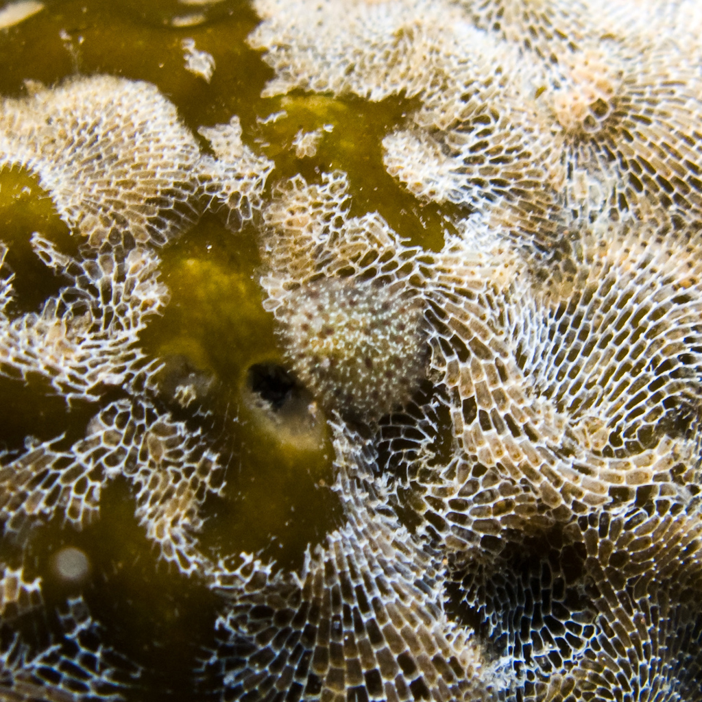 Corambidae