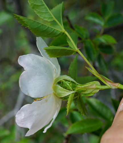 Rosa canina