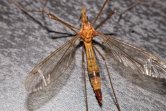 Tipula lunata