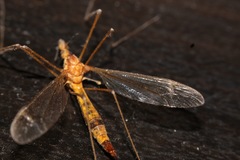 Tipula lunata