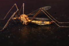 Tipula lunata