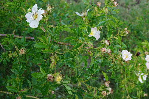 Rosa canina