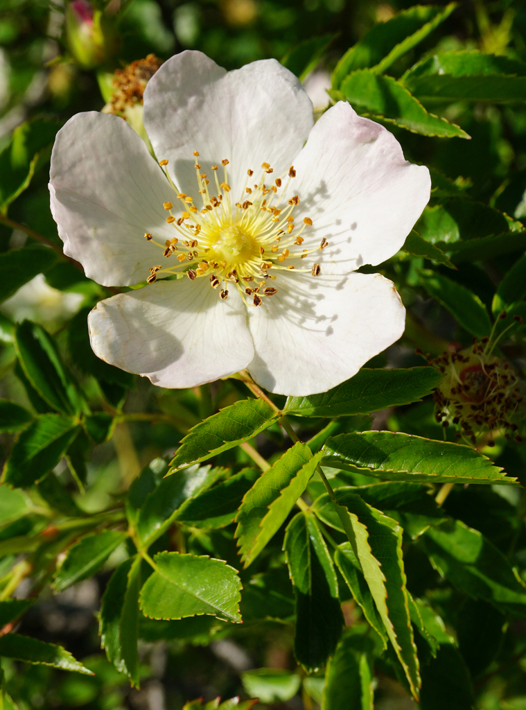 Dog-rose