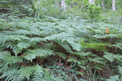 Pteridium tauricum