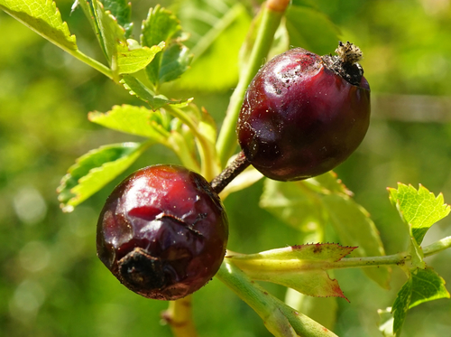 Rosa canina