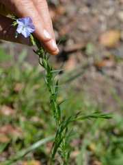 Linaceae