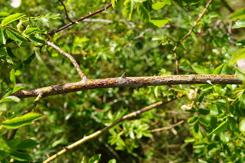 Rosa canina