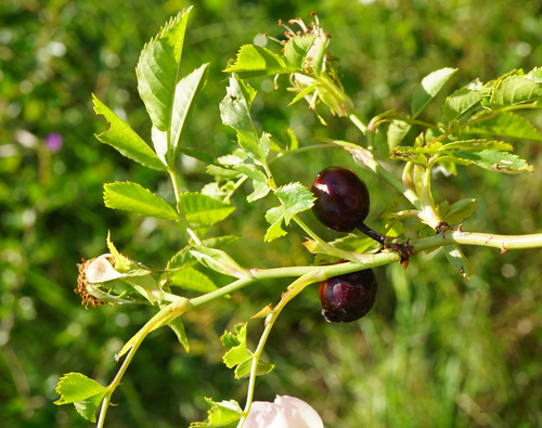 Rosa canina