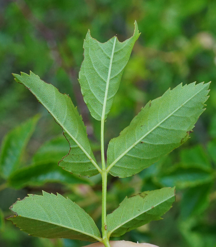 Rosa canina