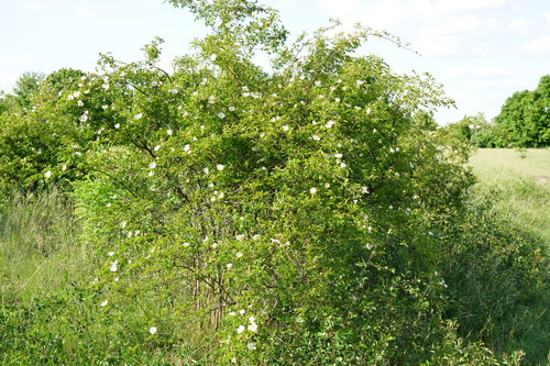 Rosa canina
