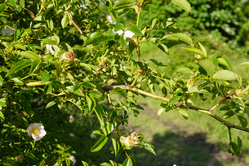 Rosa canina