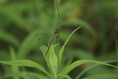 Lestes dryas