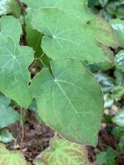 Epimedium