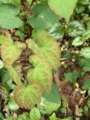 Epimedium