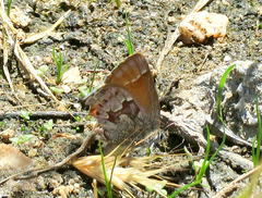 Callophrys loki