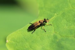 Eudioctria sackeni
