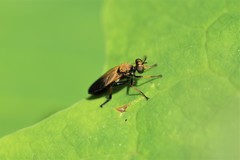 Eudioctria sackeni