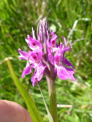 Dactylorhiza praetermissa schoenophila