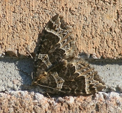 Ecliptopera silaceata